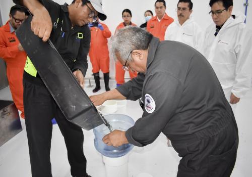 México producirá moscas estériles de GBG diariamente hasta alcanzar la meta de 100 millones de insecto