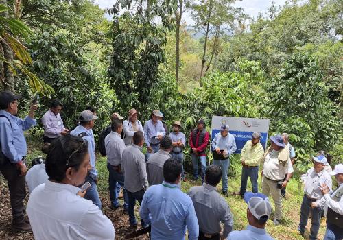 La estrategia fortalece la protección fitosanitaria en 10 estados del país, donde se cultivan más de 700 mil hectáreas dedicadas al cultivo del café. La estrategia fortalece la protección fitosanitaria en 10 estados del país, donde se cultivan más de 700 mil hectáreas dedicadas al cultivo del café.