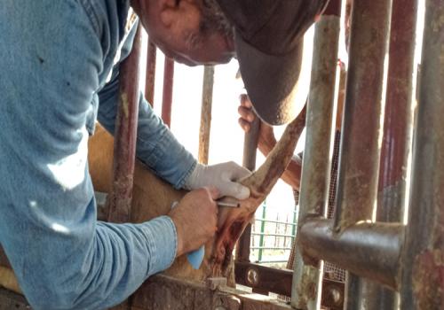 El Senasica ha capacitado, de manera presencial y virtual, a 84 profesionales de 47 empresas farmacéuticas