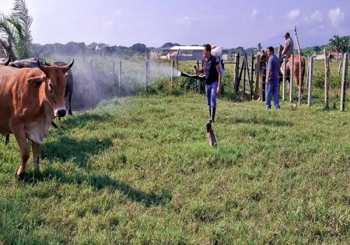 A un año del primer caso de gusano barrenador, los casos activos equivalen a sólo el 0.003% del hato nacional y se concentran en el sur–sureste del país