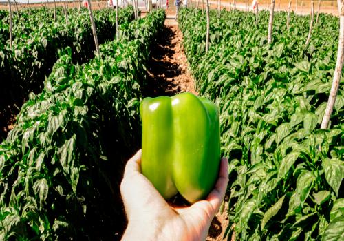 El pimiento morrón es un cultivo estratégico para el mercado nacional y se ha posicionado como uno de los 10 principales alimentos que se exportan a países como Estados Unidos, Canadá y España