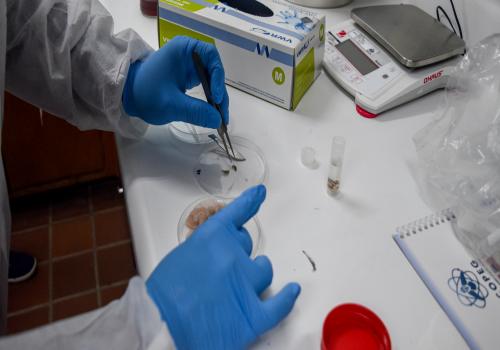México avanza en el control del gusano barrenador mediante la producción de moscas estériles, con apoyo técnico de Panamá. La planta en Chiapas está casi lista y pronto producirá hasta 100 millones de insectos semanales con personal ya capacitado.