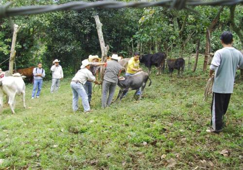 Personal técnico del comité pecuario aplicó dos mil 910 vacunas a animales de 287 unidades de producción, en los últimos meses