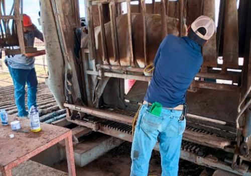 El caso no está relacionado con el que se detectó el 20 de septiembre de Sabinas Hidalgo, Nuevo León, el cual ya fue declarado totalmente controlado por el Senasica