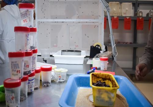 La biofábrica de moscas estériles reforzará las capacidades del Senasica para prevenir, controlar y erradicar al GBG, lo que permitirá garantizar la continuidad productiva de la ganadería mexicana. La biofábrica de moscas estériles reforzará las capacidades del Senasica para prevenir, controlar y erradicar al GBG, lo que permitirá garantizar la continuidad productiva de la ganadería mexicana.