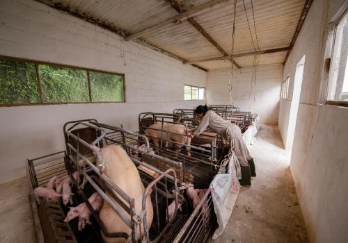 La Organización Mundial de Sanidad Animal (OMSA) revalidó el estatus de México como país libre de las seis enfermedades más devastadoras de los animales