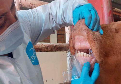 Senasica fortalece vigilancia sanitaria ante detección de lesiones vesiculares en becerro de exportación