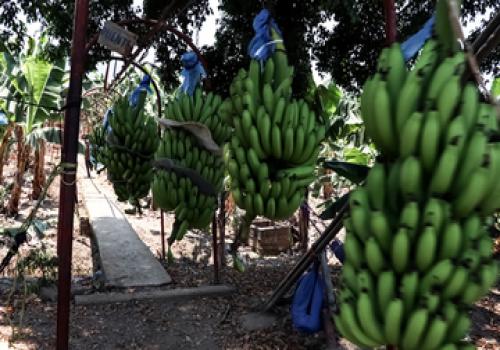 Personal técnico del Senasica inspeccionó más de 660 mil plantas de plátano a lo largo de 2025 Personal técnico del Senasica inspeccionó más de 660 mil plantas de plátano a lo largo de 2025