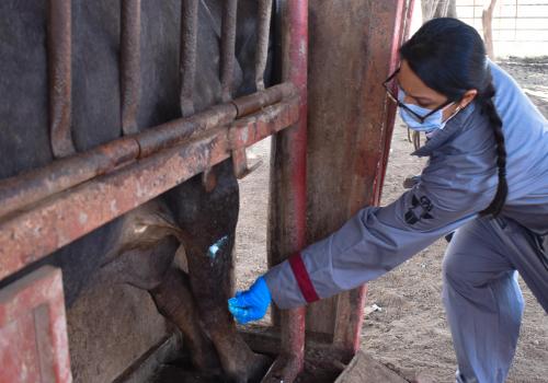 7,245 animales han recibido tratamiento oportuno y recuperado completamente.