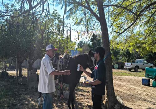 Para inactivar el caso dentro de los plazos establecidos en el protocolo, de manera inmediata el Senasica desplegó personal técnico especializado para fortalecer la vigilancia en la zona Para inactivar el caso dentro de los plazos establecidos en el protocolo, de manera inmediata el Senasica desplegó personal técnico especializado para fortalecer la vigilancia en la zona
