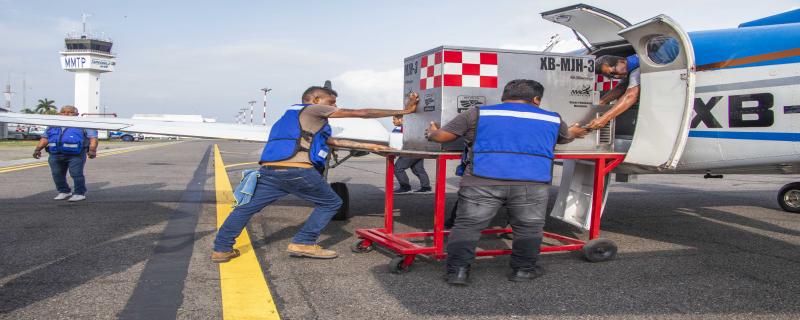 México propuso la dispersión de moscas estériles en las zonas donde existe mayor riesgo de desplazamiento, con el objetivo de frenar su progresión hacia nuevas áreas.