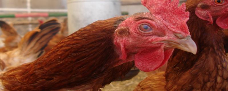 El Senasica llama a productoras y productores a notificar cualquier sospecha y reforzar la prevención en granjas comerciales y familiares