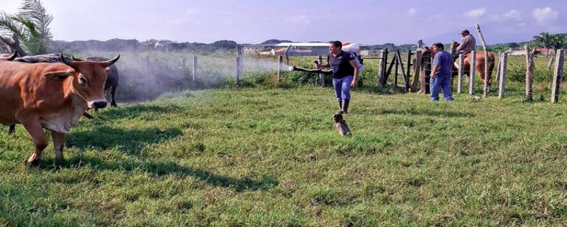 A un año del primer caso de gusano barrenador, los casos activos equivalen a sólo el 0.003% del hato nacional y se concentran en el sur–sureste del país