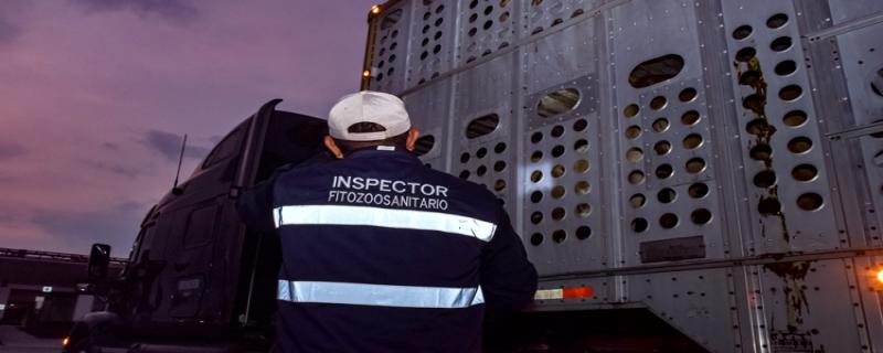 El Senasica informa que, derivado de una notificación realizada por personal médico veterinario de un corral de engorda autorizado en Montemorelos, Nuevo León, se atendió oportunamente un caso de miasis por gusano barrenador del ganado (GBG) en una hembra bovina procedente del sur de Veracruz.  De manera inmediata, se activó el protocolo de emergencia para la atención de casos en zona libre, con la presencia de personal oficial que llevó a cabo la inspección del lote, la toma de muestras para telediagnóstic