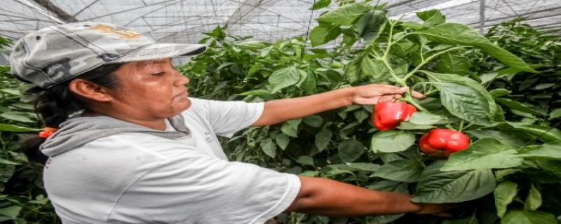 El pimiento morrón se incorpora a la canasta de alimentos mexicanos en Japón.
