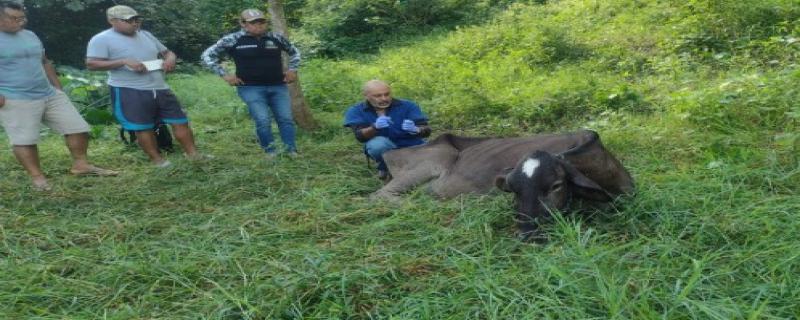 Se aplicó el tratamiento preventivo con ivermectina al 1 % y baño de aspersión con un producto larvicida a las instalaciones y al hato completo que consta de 20 bovinos.