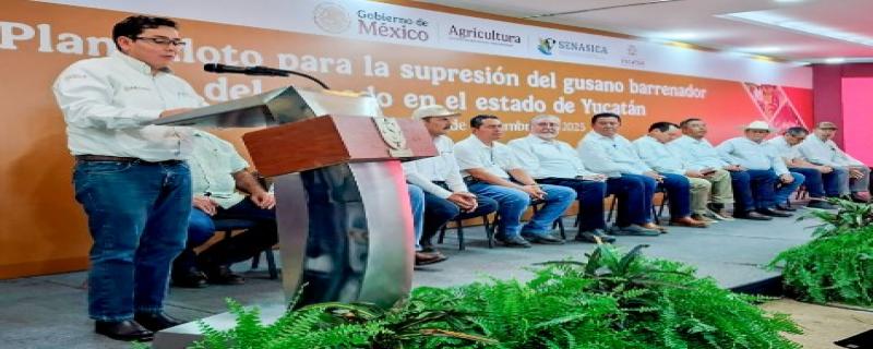 Durante 10 semanas, el Senasica desplegará brigadas, trampeo masivo y acciones sanitarias para reducir la plaga