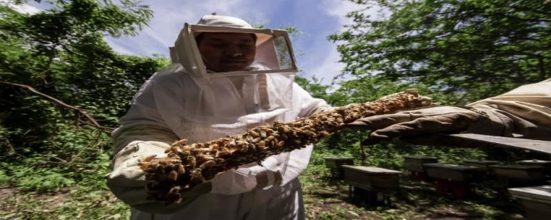 Las abejas, junto con las mariposas, pájaros, polillas, escarabajos y murciélagos, son responsables de la polinización de la gran mayoría de cultivos agrícolas en el país.