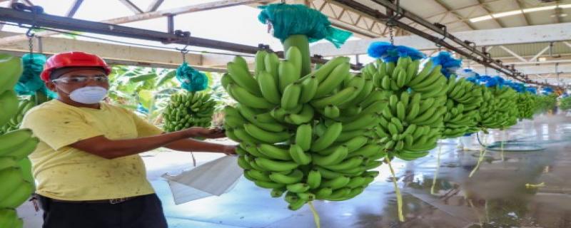 Se llevan a cabo acciones para proteger el cultivo de plátano de plagas como: el Moko del plátano, el Ácaro del Bronceado del Banano y prevenir el ingreso a México del Foc R4T.