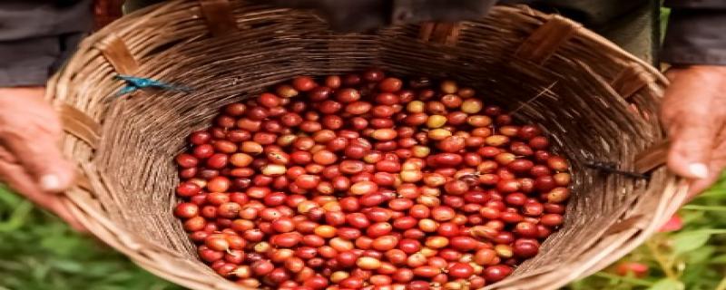 Senasica fortalece la sanidad del café en México con acciones de monitoreo, capacitación y control de plagas en más de 24 mil hectáreas, contribuyendo al crecimiento de la producción y las exportaciones del sector.