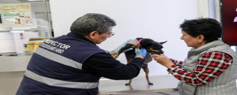 El certificado tendrá vigencia de cinco días naturales y debe indicar que el animal fue inspeccionado y no presenta indicios de infestación por gusano barrenador del ganado.