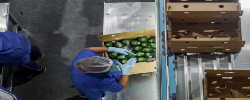 Se Restablecen al 100% las Exportaciones de Aguacate de Michoacán a Estados Unidos