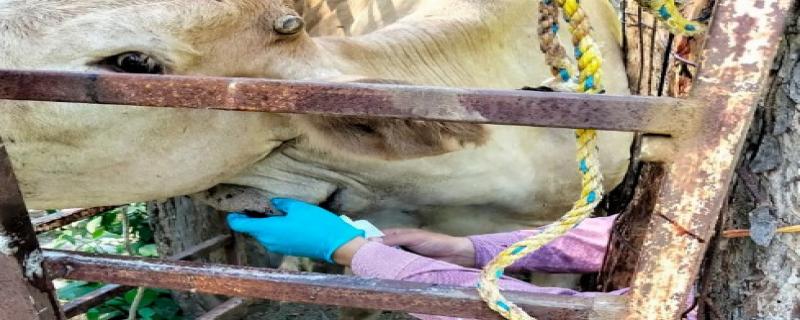 Refuerza Senasica vigilancia y control sanitario tras detección de caso de gusano barrenador en Sonora