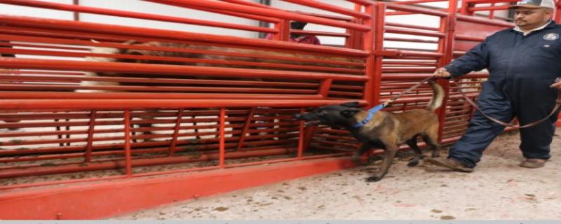 La unidad cuarentenaria de San Jerónimo se adaptó para una adecuada inspección por unidades caninas