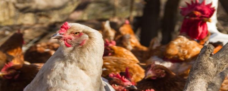 Con base en los protocolos internacionales, el Senasica establece la medida para proteger a la producción avícola nacional.
