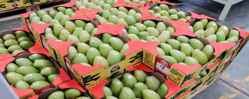 Se inscribieron 19 mil 734 huertos de Colima, Chiapas, Guerrero, Jalisco, Michoacán, Nayarit, Oaxaca y Sinaloa, con una superficie sembrada de más de 102 mil hectáreas, para exportar hacia Estados Unidos.