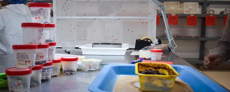 La biofábrica de moscas estériles reforzará las capacidades del Senasica para prevenir, controlar y erradicar al GBG, lo que permitirá garantizar la continuidad productiva de la ganadería mexicana.