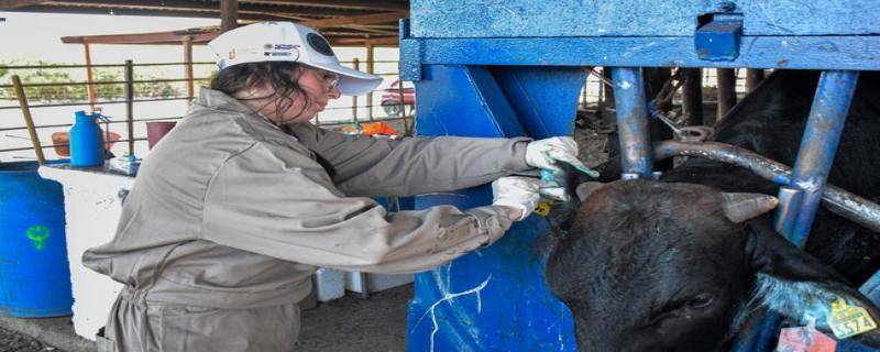 La rápida respuesta del Senasica, en coordinación con las autoridades del Gobierno del Estado de México y la colaboración de las y los productores, permitió el control inmediato del caso