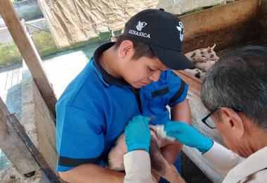 Se amplían las medidas previstas en el Dinesa para prevenir, controlar y erradicar la miasis causada por el GBG