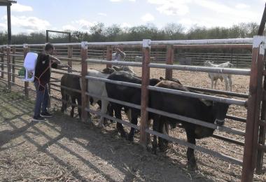 Se desplegaron brigadas sanitarias para la búsqueda activa de animales afectados en unidades de producción y traspatios.