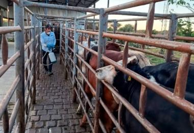 El caso fue reportado cuando se realizaba la inspección de un cargamento de 80 bovinos proveniente del sur-sureste del país.