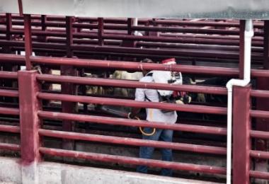 Senasica atendió casos y recorrió más de mil 600 rutas sanitarias, inspeccionó más de 80 mil animales y aplicó tratamientos preventivos.