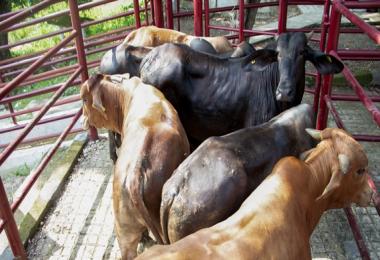 Senasica brindará asesoría técnica a las y los Médicos Veterinarios Responsables Autorizados y Médicos Veterinarios Terceros Especialistas Autorizados en Movilización para la correcta aplicación de las medidas preventivas y la inspección